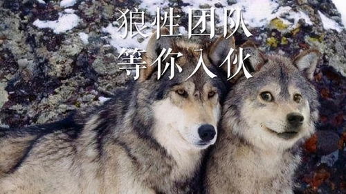 那些年,我们追过的狼崽,09森林狼阵容的青春与遗憾 那些年,我们追过的狼崽,09森林狼阵容的青春与遗憾