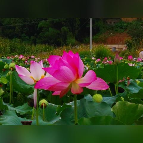 绿茵之巅的荣光,本届东京奥运会足球冠军的史诗征程 绿茵之巅的荣光,本届东京奥运会足球冠军的史诗征程